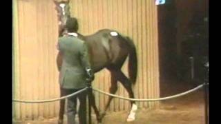 Sunday Silence  1987 Keeneland Sales [upl. by Dualc]