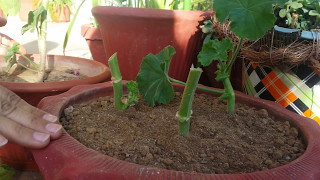 How to take geranium cuttings for new plantHindiUrdu [upl. by Ineslta]