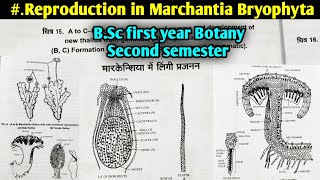 Reproduction in Marchantia  Sexual reproduction in Marchantia Bryophyta [upl. by Liarret]