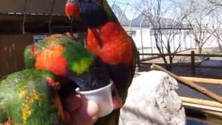 Feeding the Lorikeets at Rooster Cogburn Ostrich Ranch Arizona [upl. by Ellehc]