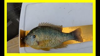 August Fishing at Poplar Tree Lake [upl. by Ydiarf]