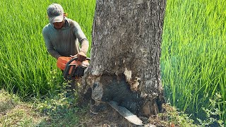 Strong amp Fast ‼️ Stihl ms881 amp Husqvarna 395xp cut down 2 trembesi trees [upl. by Drugge918]