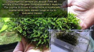 Come adattare muschio terrestre ed inserirlo in acquario  How to adapt the ground moss in aquarium [upl. by Bellaude]