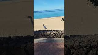 fuerteventura spain beach spanien urlaub morrojable españa summer 2024 2024shorts walking [upl. by Airrehs]