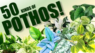 50 POTHOS SPECIES  HERB STORIES [upl. by Gram327]