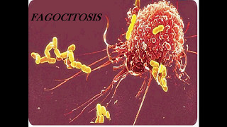 Mecanismo de Fagocitosis Vía Lisosomal y Via del Estallido Respiratorio [upl. by Ardnaik]