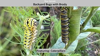 Caterpillars Monarch Black Swallowtail Tussock [upl. by Norek]