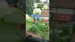 flowering seasonfloweringplants flowers flowergarden flower plants shorts short shortvideo [upl. by Eseuqram]