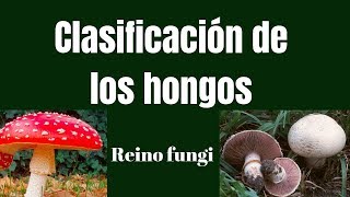 CLASIFICACIÓN DE LOS HONGOS Reino fungi [upl. by Aicrag541]