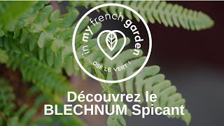 Le Blechnum spicant la Fougère en épi [upl. by Negroj]