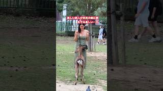 美しい旅人が奈良の鹿に餌をやる楽しい一日  Nara park deer in japan deerpark japan [upl. by Rolyt]