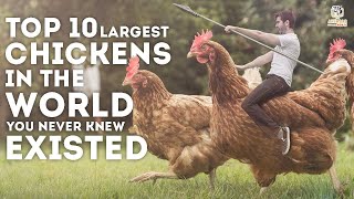 5 BEST LAYERS CHICKEN BREEDS THAT LAY UPTO 300 EGGS PER YEAR [upl. by Hutchings]