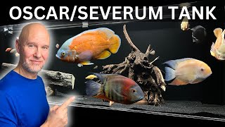 African Cichlids vs American Cichlids The Showdown [upl. by Esined]