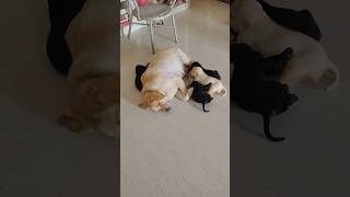 Mother puppies love  lab puppies with mother trending viral shorts ytshorts puppy labrador [upl. by Ahsiet790]