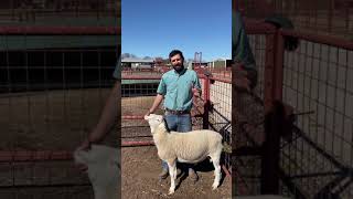 Caseous Lymphadenitis in Sheep and Goats [upl. by Kellia]