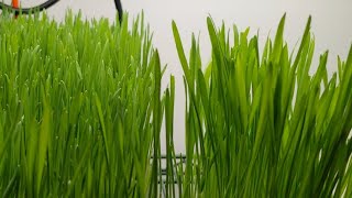 Insights On When To Uncover Microgreens And Wheatgrass Crops  Part II [upl. by Zandt]