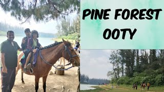 Ooty Pine ForestOoty wonderful experience Cool place [upl. by Button130]