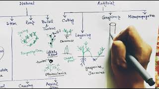 Vegetative propagation in plants  Hindi [upl. by Ahsinotna]