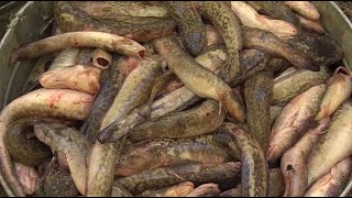 How to Fish for Burbot at Flaming Gorge [upl. by Kared562]