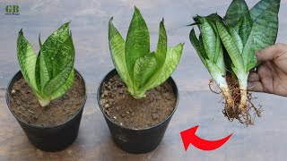 Sansevieria trifasciata hahnii dwarf snake plant propagation by division [upl. by Clapp]