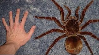 Une Araignée Géante dans la salle de bain [upl. by Orpha382]