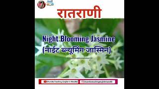 Ratrani Flowers Name in English shorts Bhumika Teaching Flowers Vocabulary English in Marathi [upl. by Atteiluj]