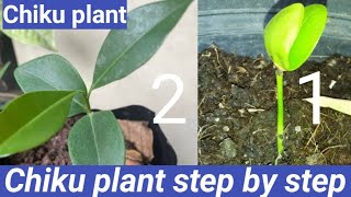 how to grow chikusapodillasapota plant from seedsChiku ke paudhe Ko ugane Ka Tarika [upl. by Sanalda]