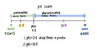 Amino Acid Ionization  BCH 100 [upl. by Eirrotal]