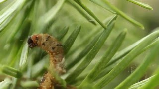 Des infestations de tordeuse des bourgeons de l’épinette [upl. by Triley]