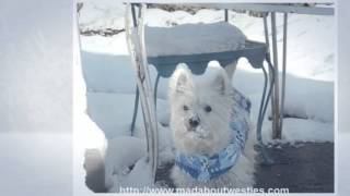 Funny Westie Videos To Make You Smile [upl. by Hartley]