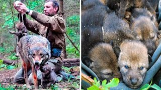 Man Saved this Wolf and her Cubs but 4 Years later THIS happens [upl. by Llatsyrc756]