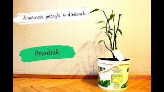 15 Poradnik  Zimowanie papryki chili w donicach [upl. by Anivad]