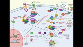 mTOR Building muscle and speeding aging [upl. by Keil]