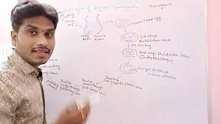 Ascaris lumbricoides Life cycle  Inter 1st year Zoology [upl. by Sheena578]