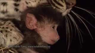 Incredible leopard and baby baboon interaction [upl. by Ymmat]