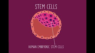 Introduction to STEM CELLS BBC BITESIZE KS3 Biology [upl. by Aivilys491]