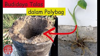 Tanam Talas dalam Polybag [upl. by Reilly]