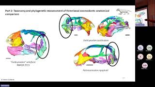 Ontogeny phylogeny and taxonomy of Permian therapsids CTscan and Bayesian inference of phylogeny [upl. by Solohcin]