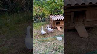 Say hi to our new friends 😌👋 Geese Goose FarmLife italiancountryside [upl. by Matthias]