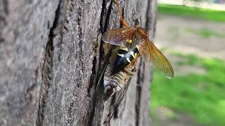 EightySeconds with a Cicada Killer Wasp [upl. by Nick]