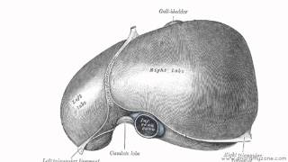 Peritoneal Cavity  Part 2  Ligaments of the Liver  Anatomy Tutorial [upl. by Moira]