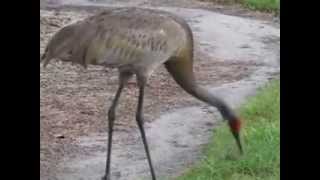 Sandhill Crane eats a shrew [upl. by Mercie]