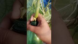 Loki plant gardenplants shortvideo garden gardentrees foryou plants [upl. by Eellehs744]