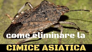 Cimice asiatica come combatterla [upl. by Nisbet]