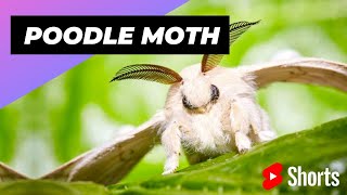 Poodle Moth 🦋 Unique Animal You Have Never Seen shorts poodlemoth insect [upl. by Bevon]