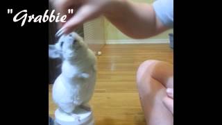 Chinchilla tricks 3 [upl. by Iives]