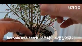 quot보로니아quot 3가지동시에 Catch Boronia [upl. by Gonzales]