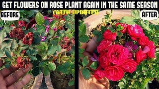 How to Get Roses to ReBloom100 RESULT  WITH UPDATES [upl. by Aelegna]