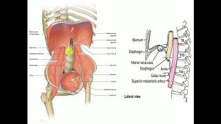 ANATOMY OF THE THORACOABDOMINAL DIAPHRAGM  A QUICK REVIEW  BY DR MITESH DAVE [upl. by Ariamo]