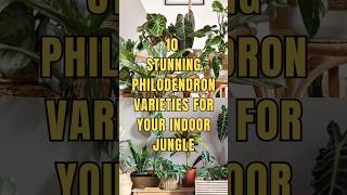 🌿🍀Discover 10 Stunning Philodendron Varieties shortsfeed philodendron ecosynctube [upl. by Japheth]